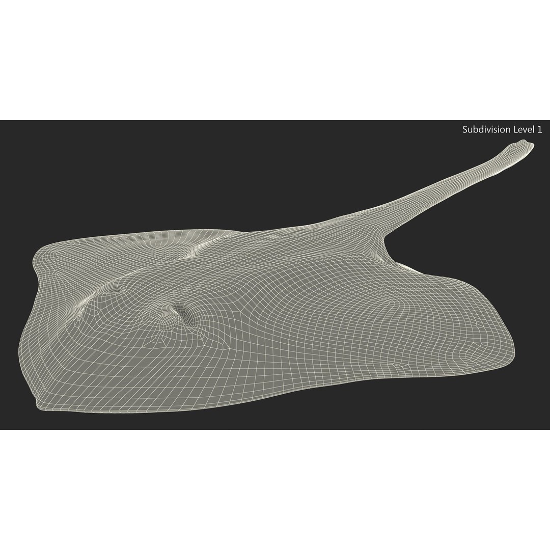Bathyraja Lindbergi Gray 3D Model – High Poly PBR Skate Fish, FBX - View 17