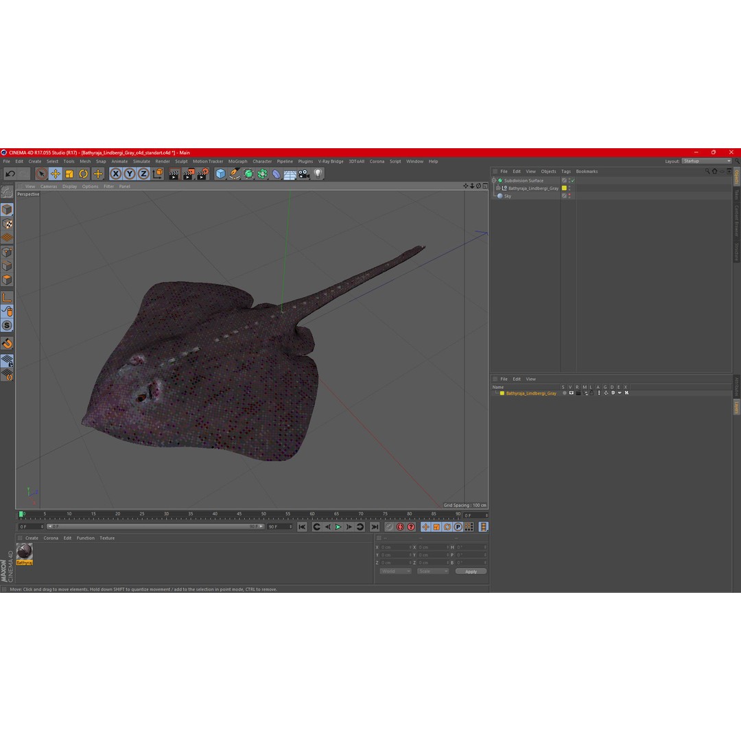Bathyraja Lindbergi Gray 3D Model – High Poly PBR Skate Fish, FBX - View 21