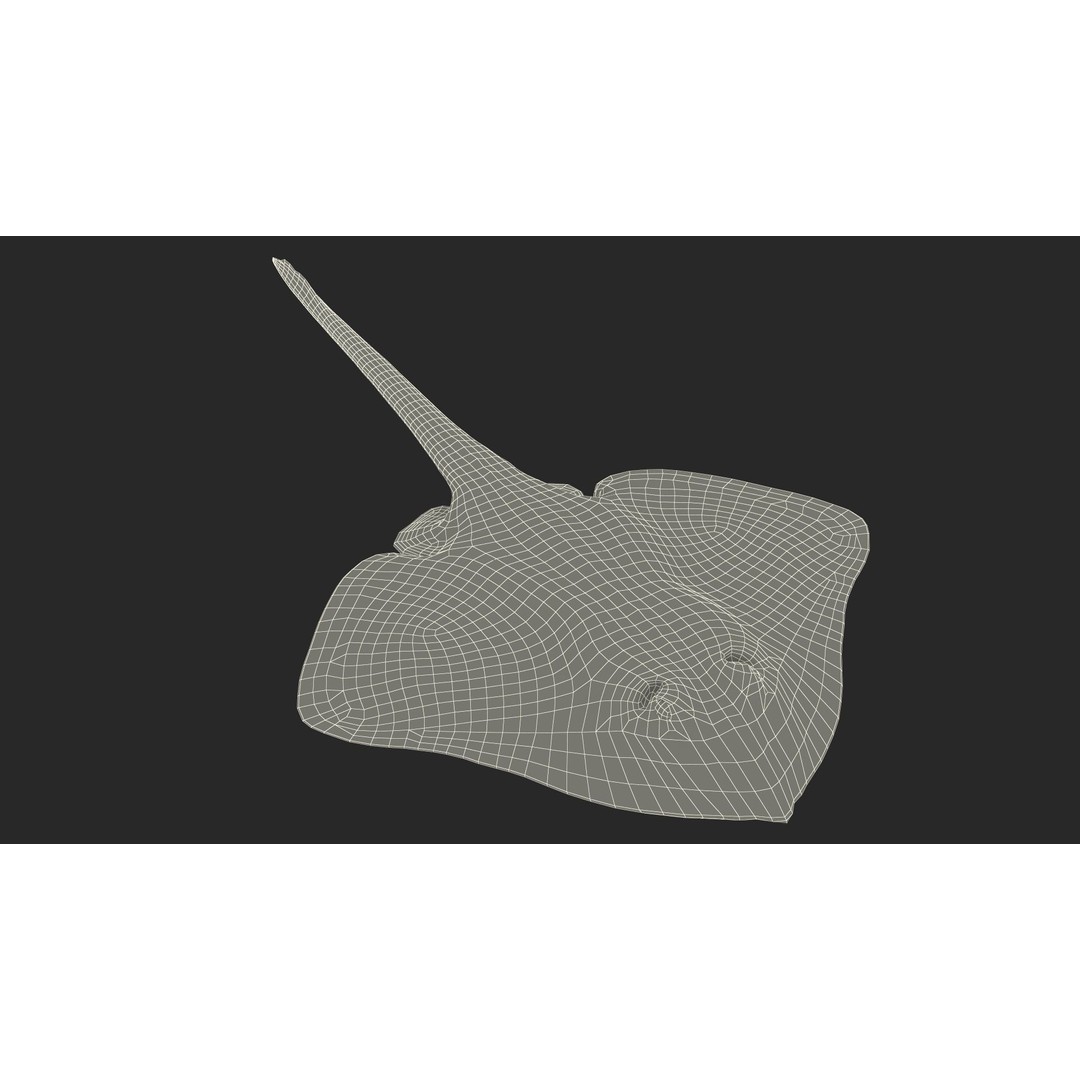 Bathyraja Lindbergi Gray 3D Model – High Poly PBR Skate Fish, FBX - View 25