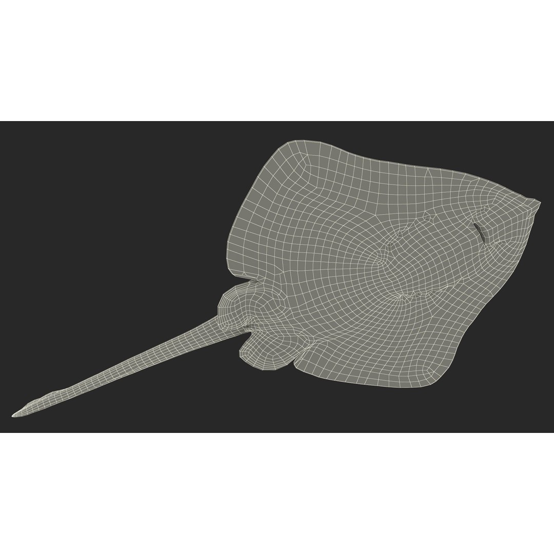 Bathyraja Lindbergi Gray 3D Model – High Poly PBR Skate Fish, FBX - View 26