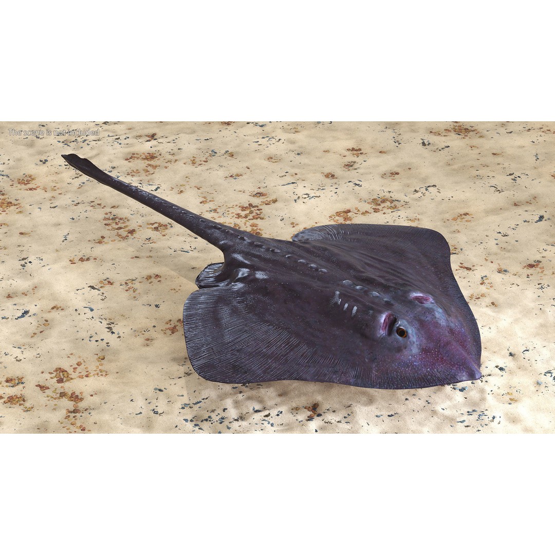 Bathyraja Lindbergi Gray 3D Model – High Poly PBR Skate Fish, FBX - View 3