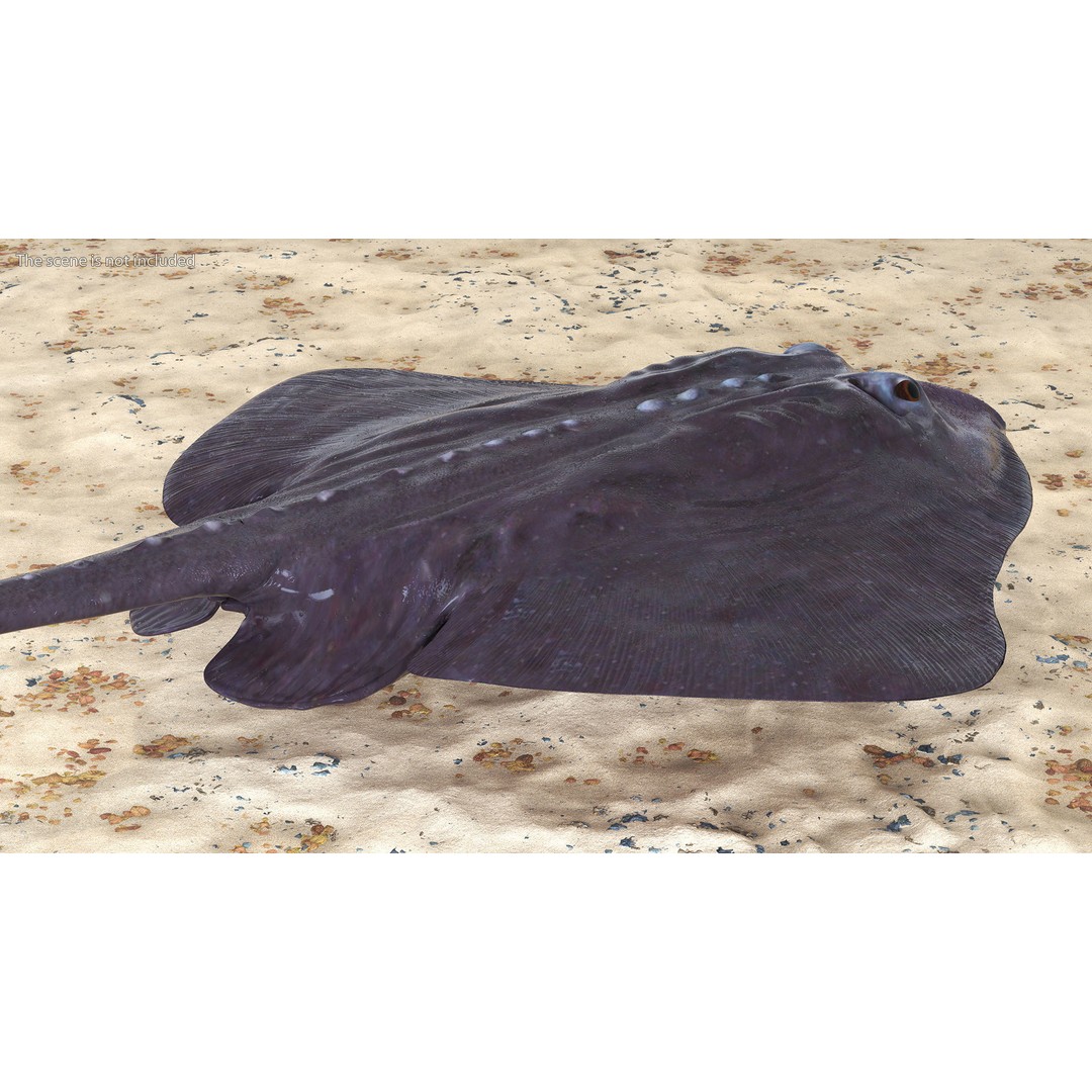 Bathyraja Lindbergi Gray 3D Model – High Poly PBR Skate Fish, FBX - View 4