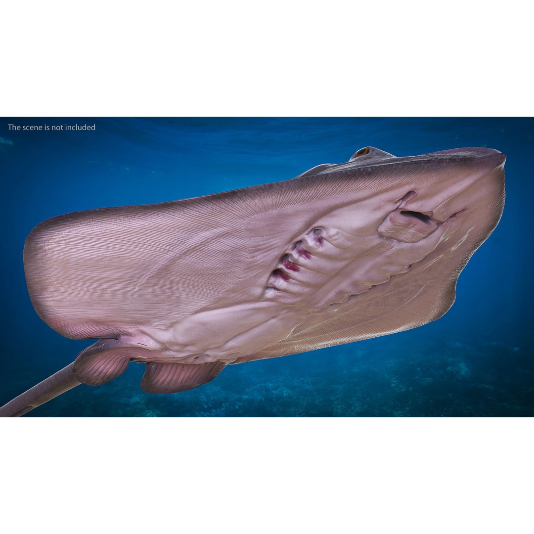 Bathyraja Lindbergi Gray 3D Model – High Poly PBR Skate Fish, FBX - View 5
