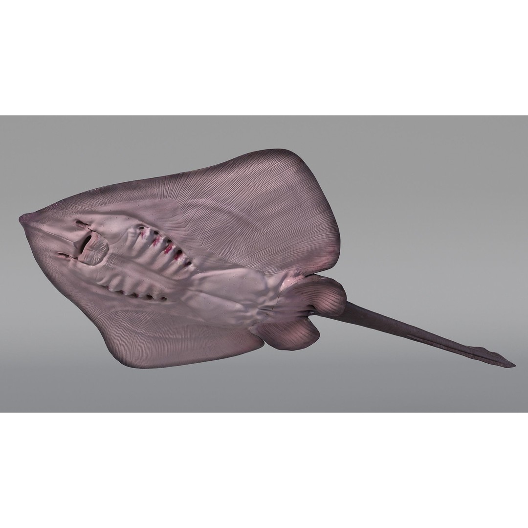 Bathyraja Lindbergi Gray 3D Model – High Poly PBR Skate Fish, FBX - View 6