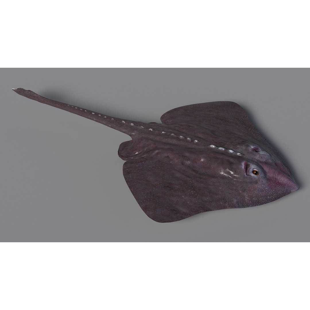 Bathyraja Lindbergi Gray 3D Model – High Poly PBR Skate Fish, FBX - View 7