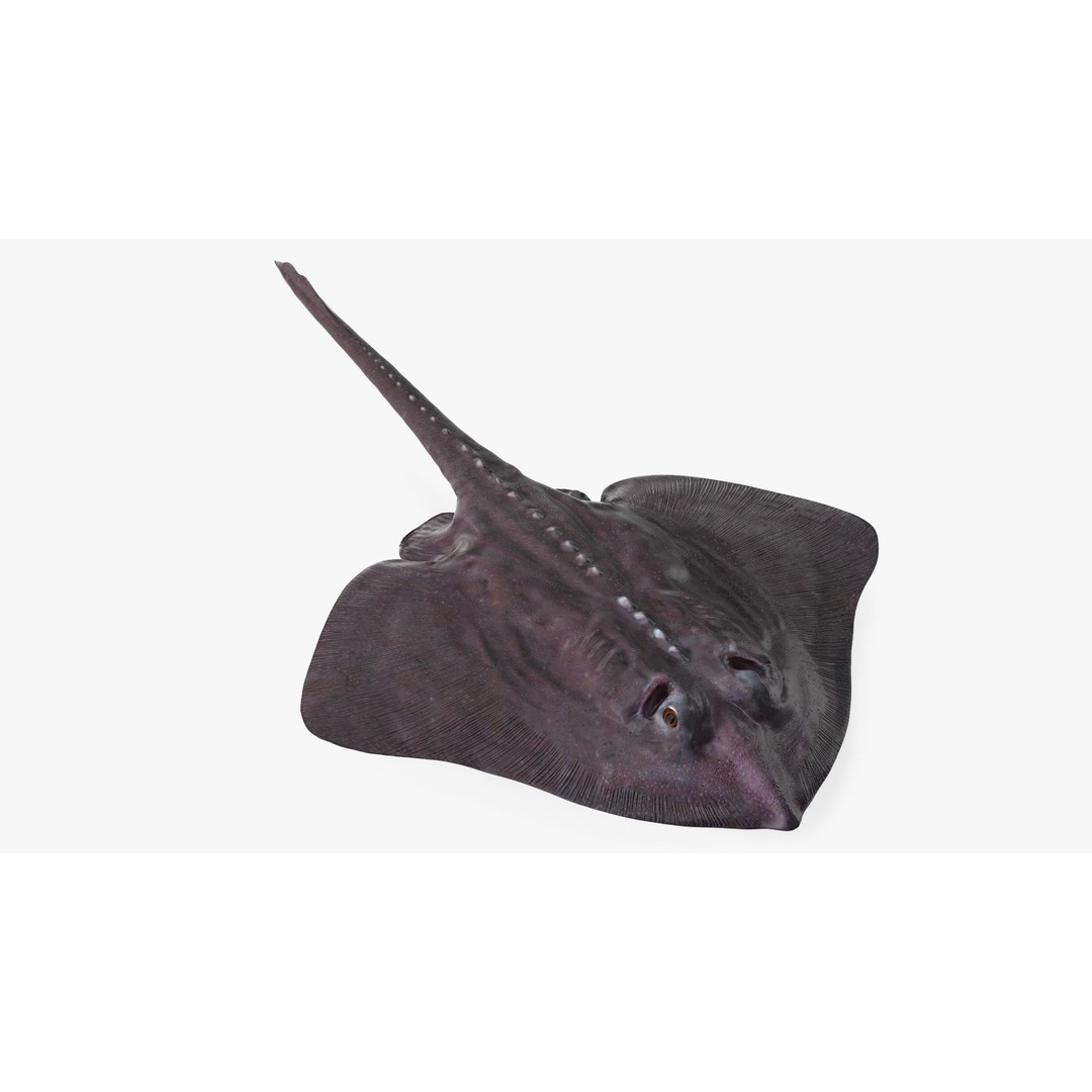 Bathyraja Lindbergi Gray 3D Model – High Poly PBR Skate Fish, FBX - View 8