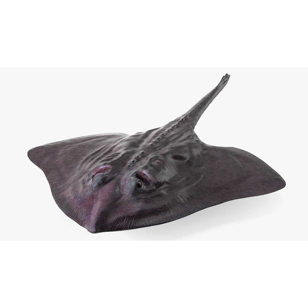 Bathyraja Lindbergi Gray 3D Model – High Poly PBR Skate Fish, FBX - View 9