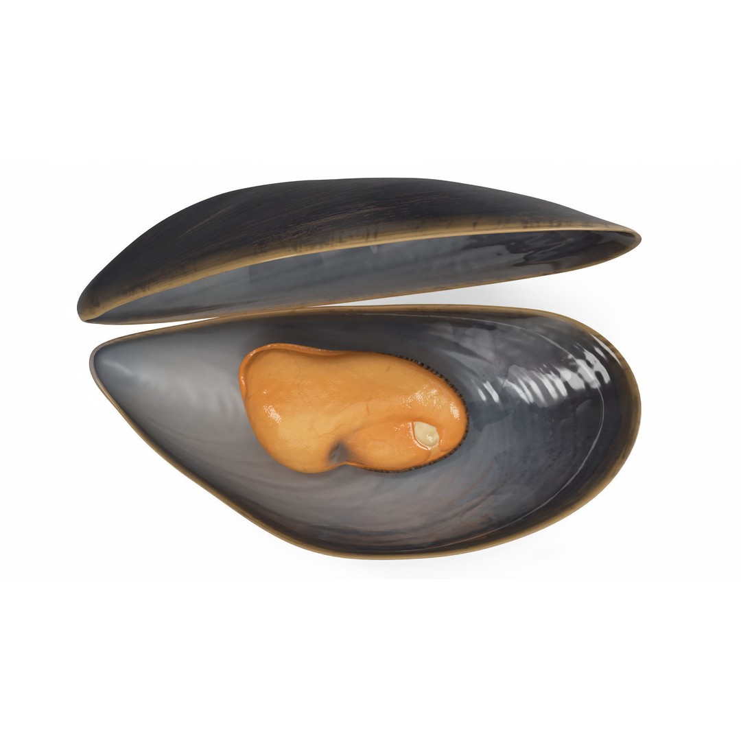 Open Cooked Mussel 3D Model – High Quality PBR Asset, FBX, OBJ - View 10