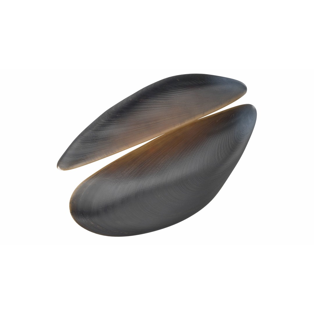 Open Cooked Mussel 3D Model – High Quality PBR Asset, FBX, OBJ - View 11