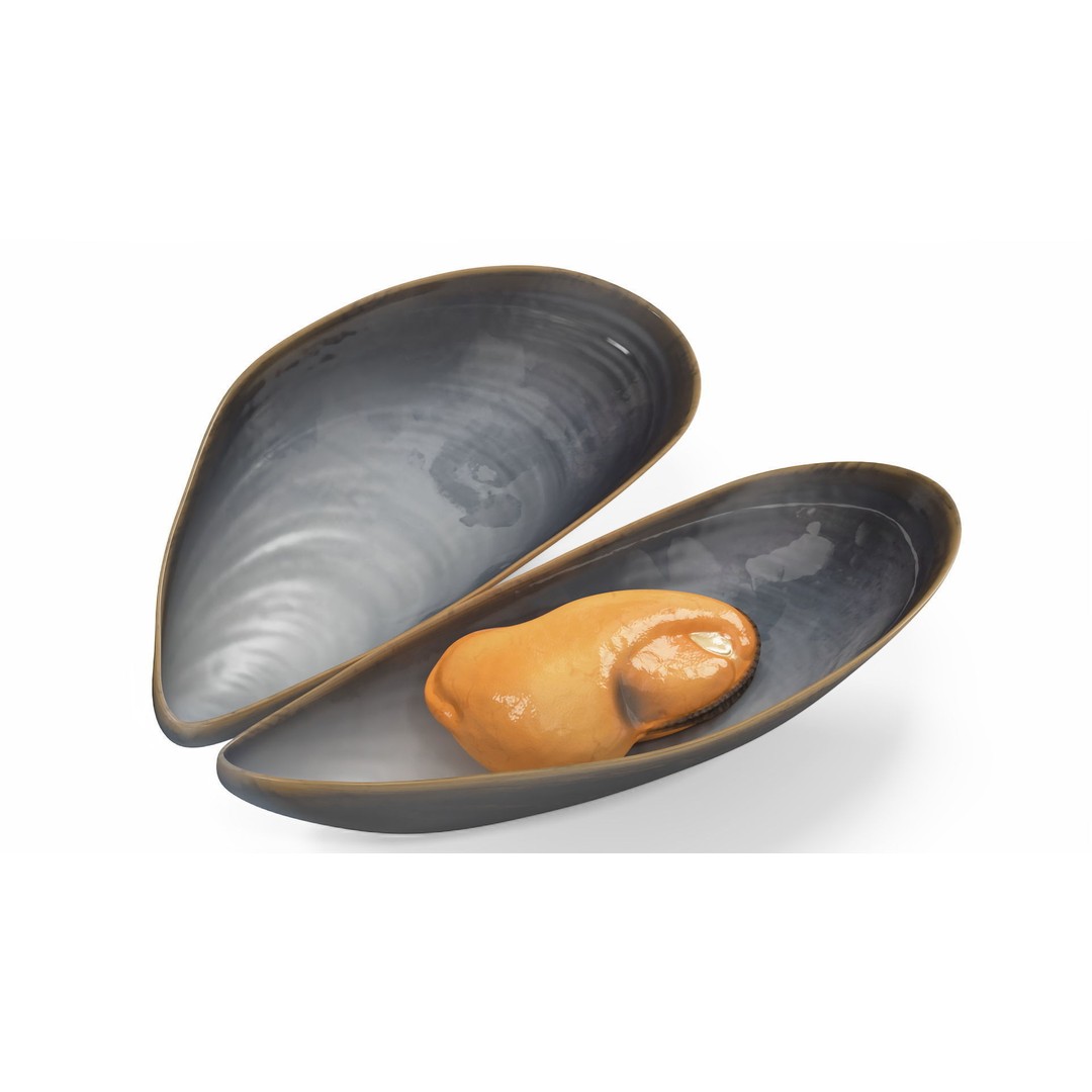 Open Cooked Mussel 3D Model – High Quality PBR Asset, FBX, OBJ - View 12