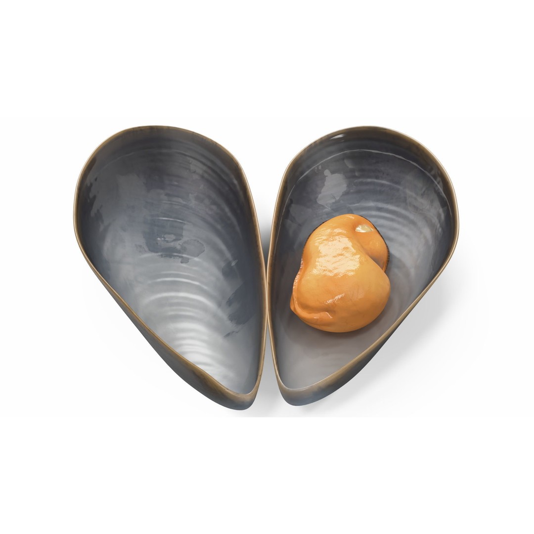 Open Cooked Mussel 3D Model – High Quality PBR Asset, FBX, OBJ - View 13