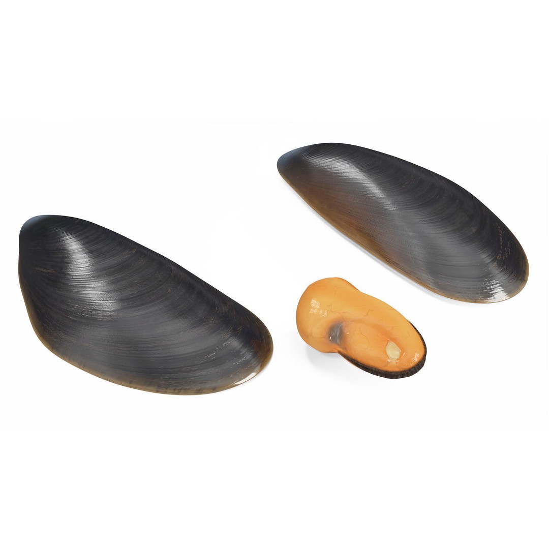 Open Cooked Mussel 3D Model – High Quality PBR Asset, FBX, OBJ - View 14