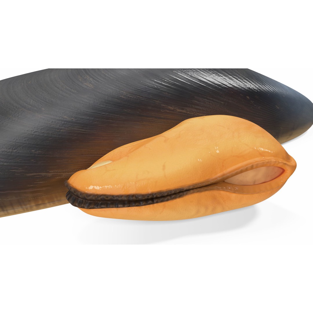 Open Cooked Mussel 3D Model – High Quality PBR Asset, FBX, OBJ - View 15