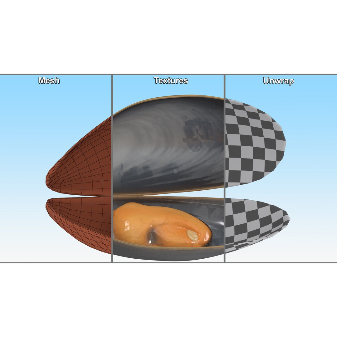 Open Cooked Mussel 3D Model – High Quality PBR Asset, FBX, OBJ - View 16