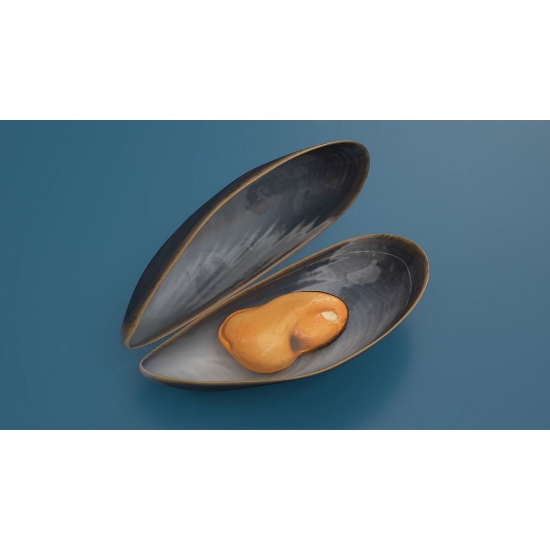 Open Cooked Mussel 3D Model – High Quality PBR Asset, FBX, OBJ - View 4