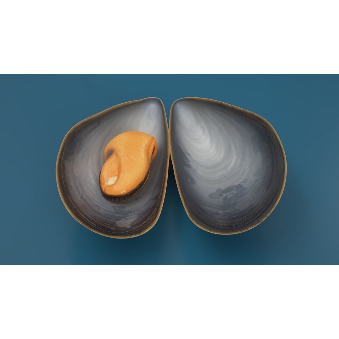 Open Cooked Mussel 3D Model – High Quality PBR Asset, FBX, OBJ - View 5
