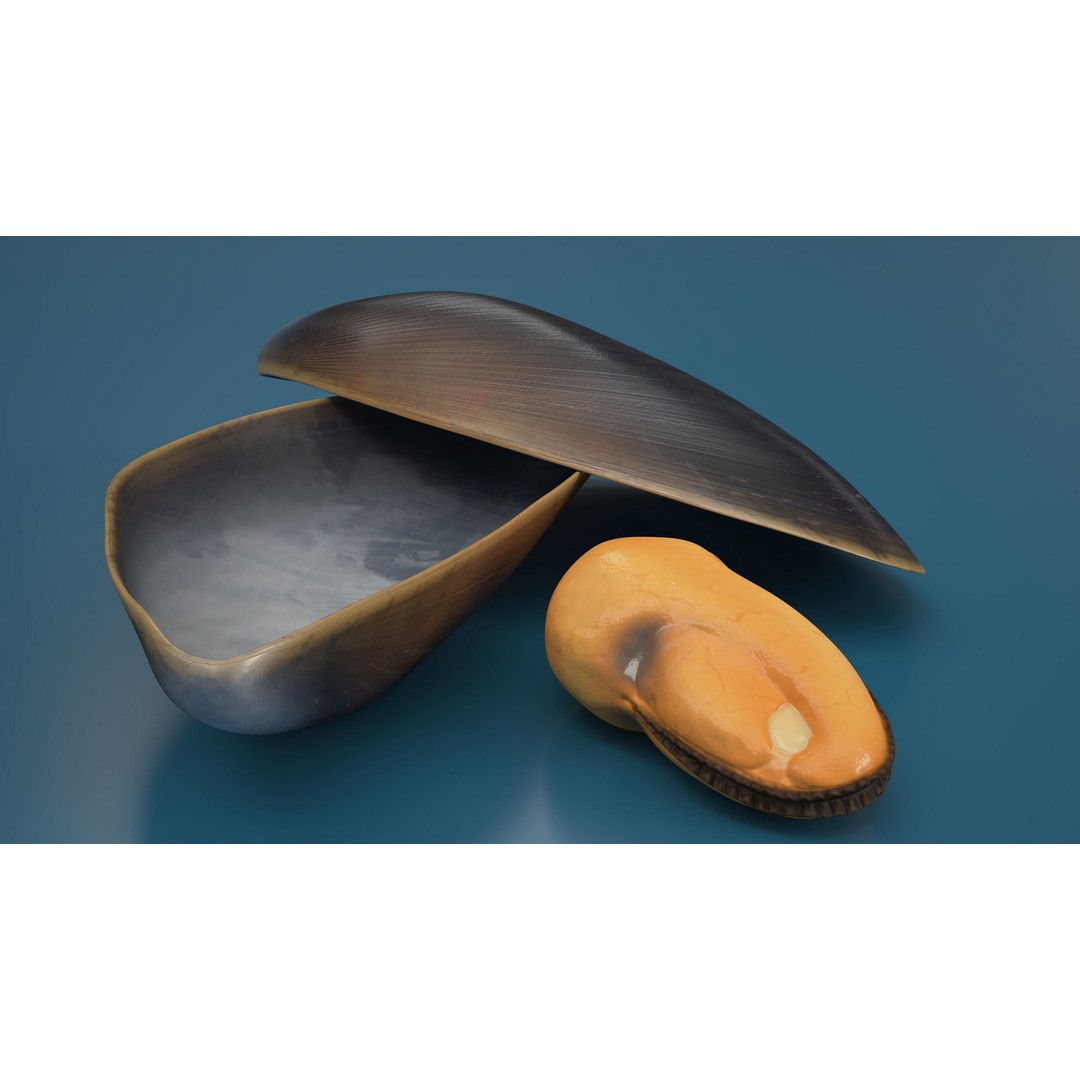 Open Cooked Mussel 3D Model – High Quality PBR Asset, FBX, OBJ - View 6
