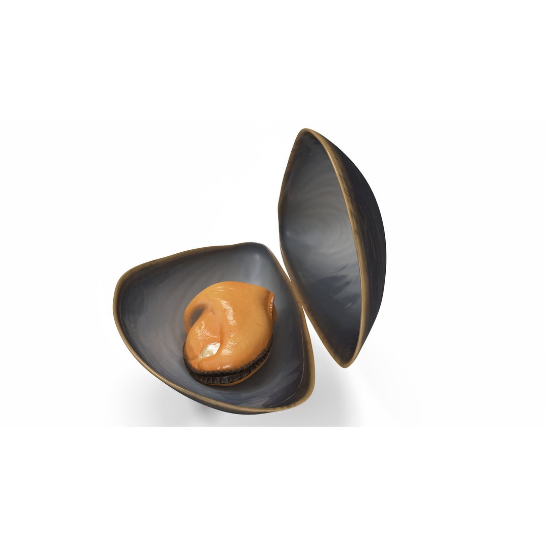 Open Cooked Mussel 3D Model – High Quality PBR Asset, FBX, OBJ - View 7