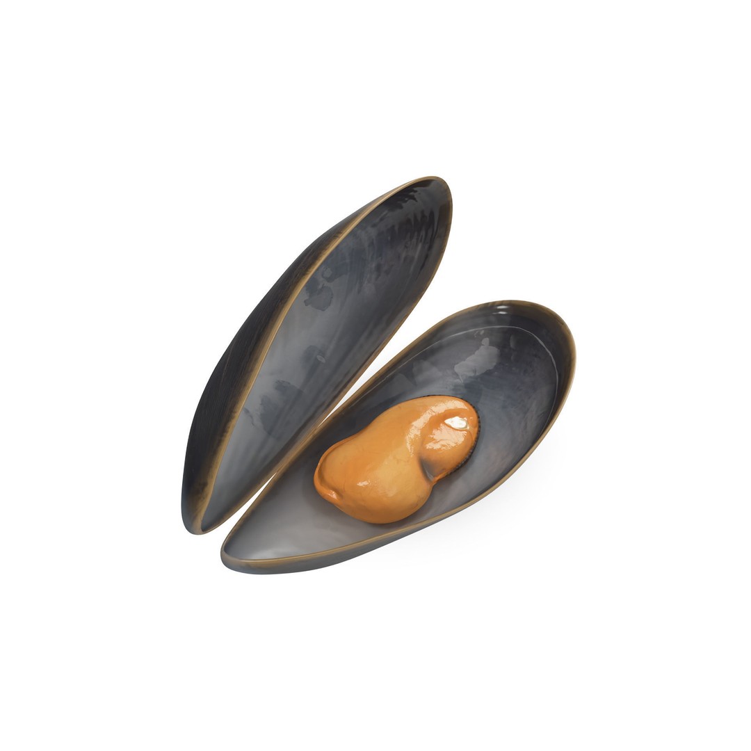 Open Cooked Mussel 3D Model – High Quality PBR Asset, FBX, OBJ - View 8