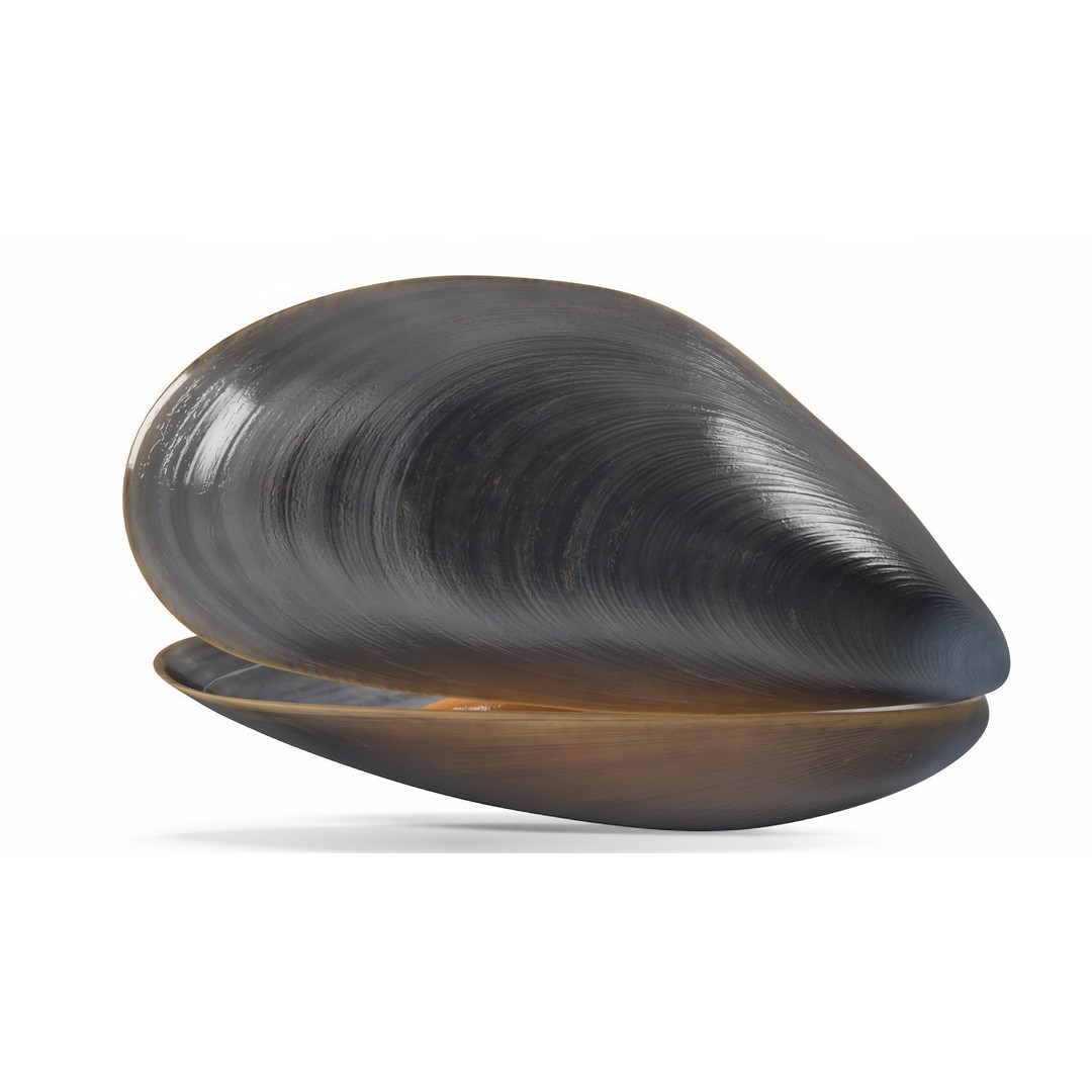 Open Cooked Mussel 3D Model – High Quality PBR Asset, FBX, OBJ - View 9