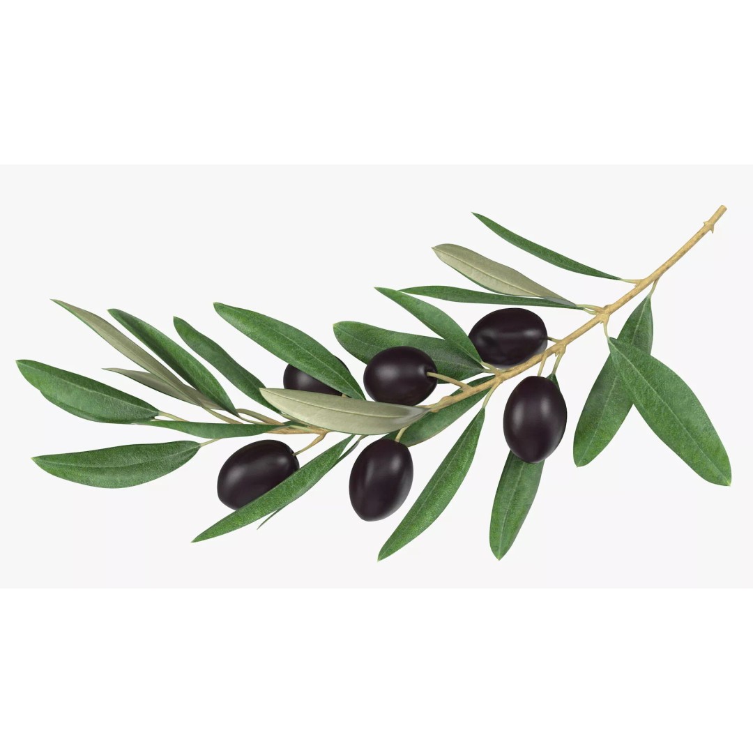 Olive Branch 3D Model – High Poly PBR Asset for Realistic Rendering - View 10