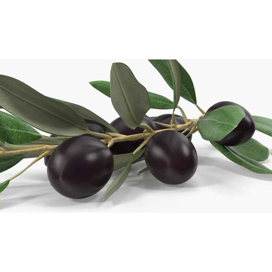 Olive Branch 3D Model – High Poly PBR Asset for Realistic Rendering - View 11