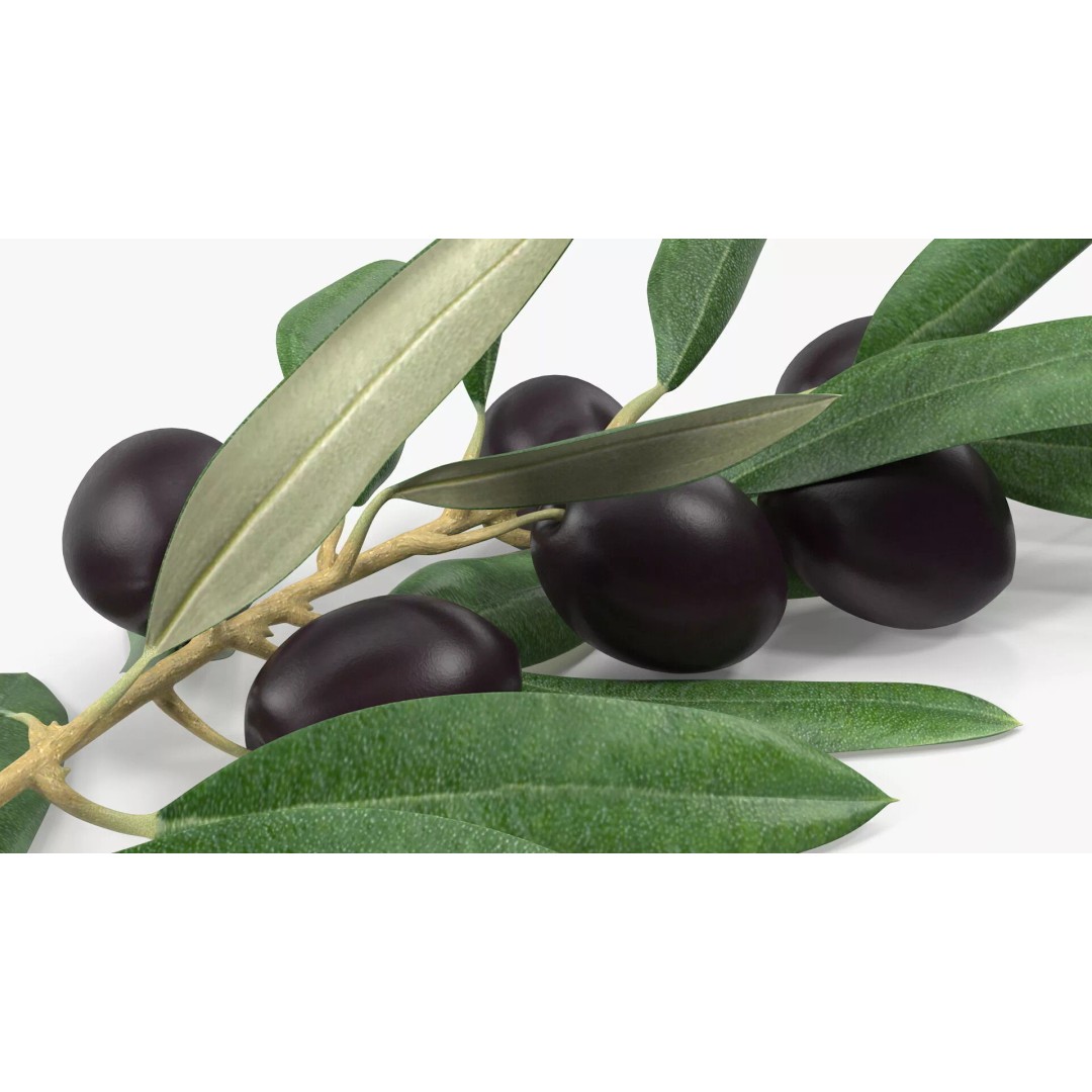 Olive Branch 3D Model – High Poly PBR Asset for Realistic Rendering - View 12