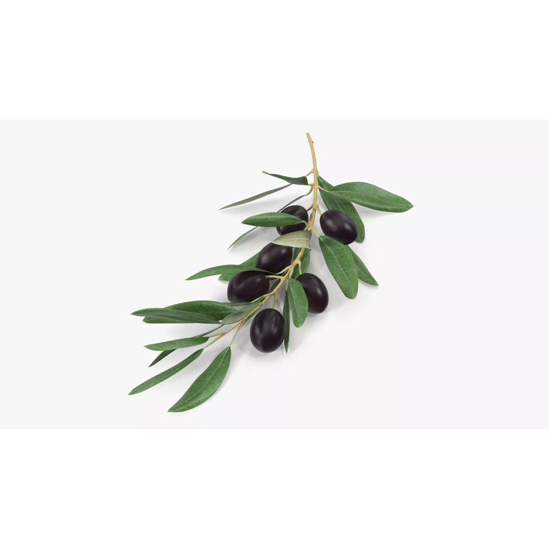 Olive Branch 3D Model – High Poly PBR Asset for Realistic Rendering - View 2