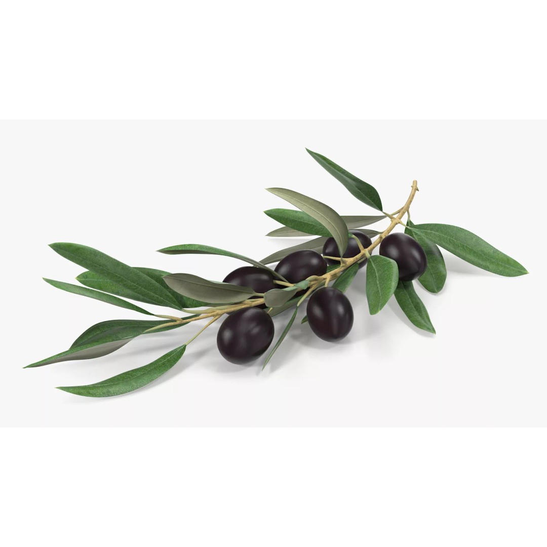 Olive Branch 3D Model – High Poly PBR Asset for Realistic Rendering - View 6