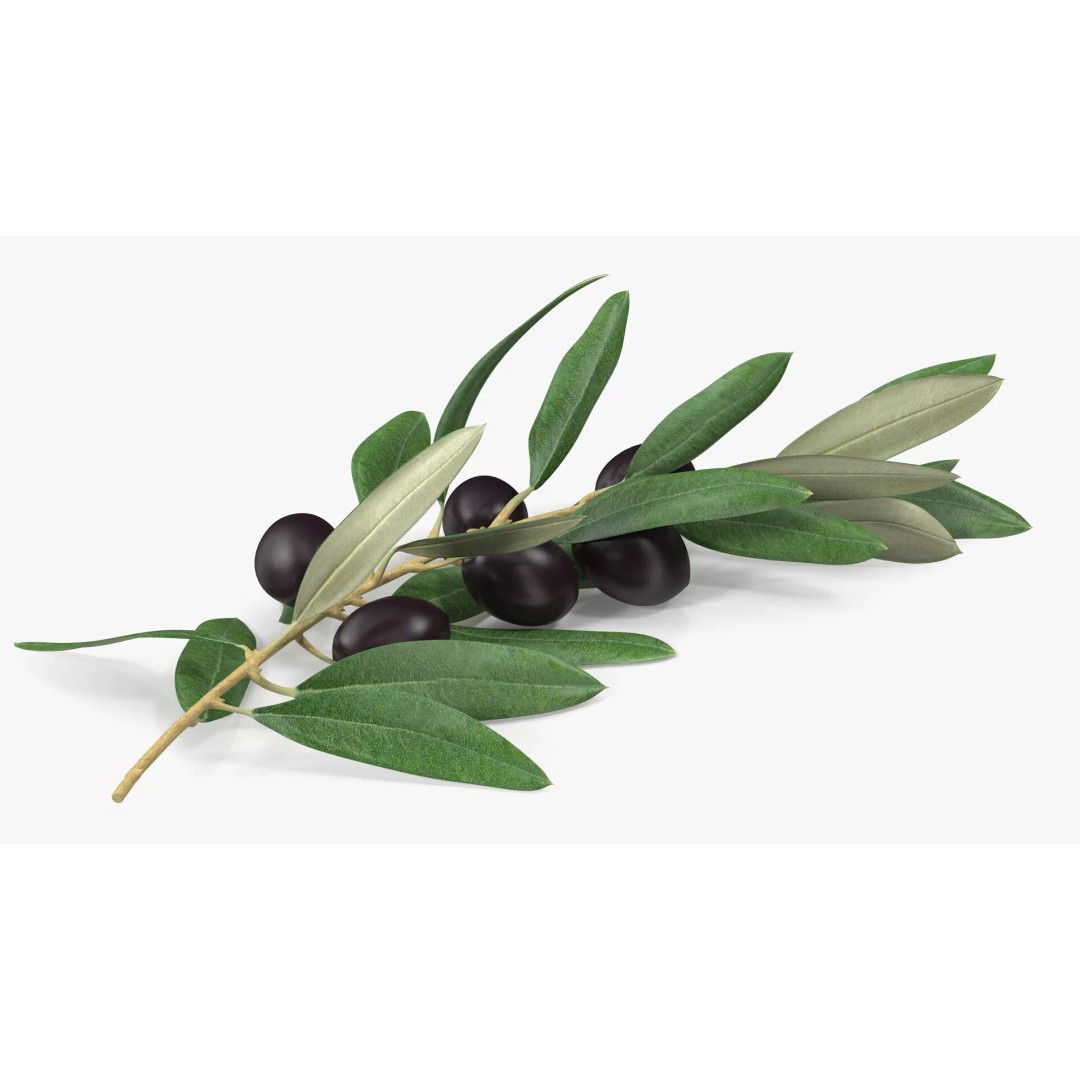 Olive Branch 3D Model – High Poly PBR Asset for Realistic Rendering - View 7