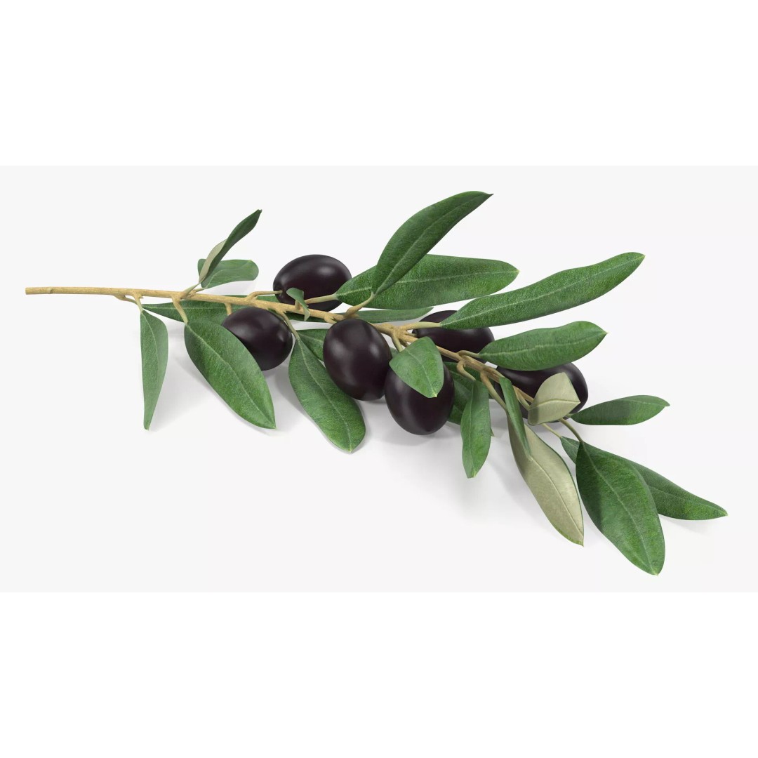 Olive Branch 3D Model – High Poly PBR Asset for Realistic Rendering - View 8