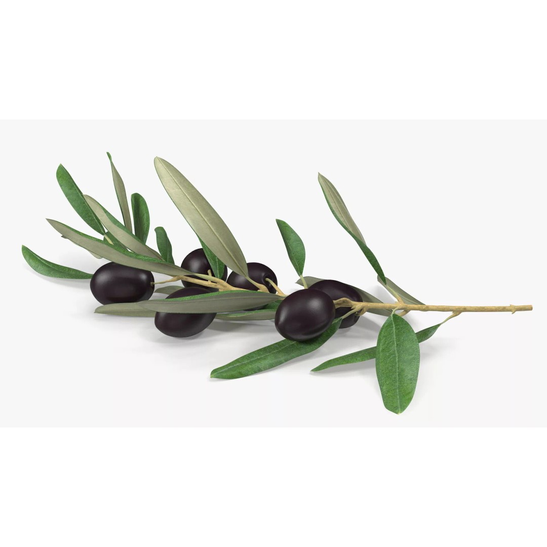 Olive Branch 3D Model – High Poly PBR Asset for Realistic Rendering - View 9