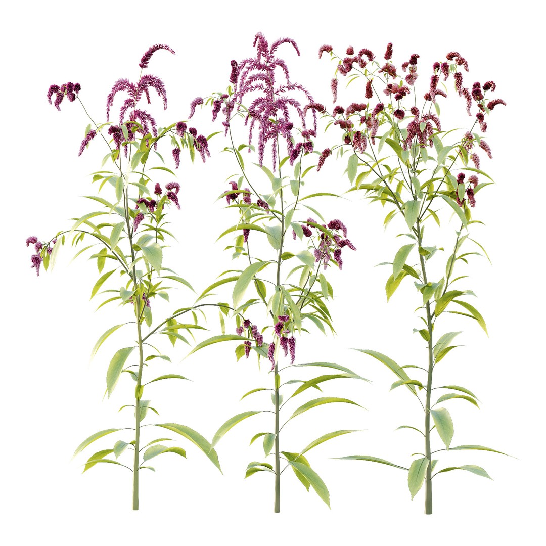 Different Grass 3D Model – Realistic Plant Asset, FBX & OBJ - View 3