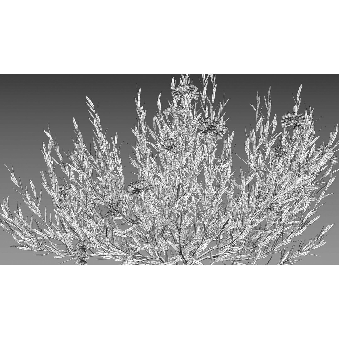 Melaleuca Thymifolia 3D Model – PBR-Textured Plant Asset, FBX
