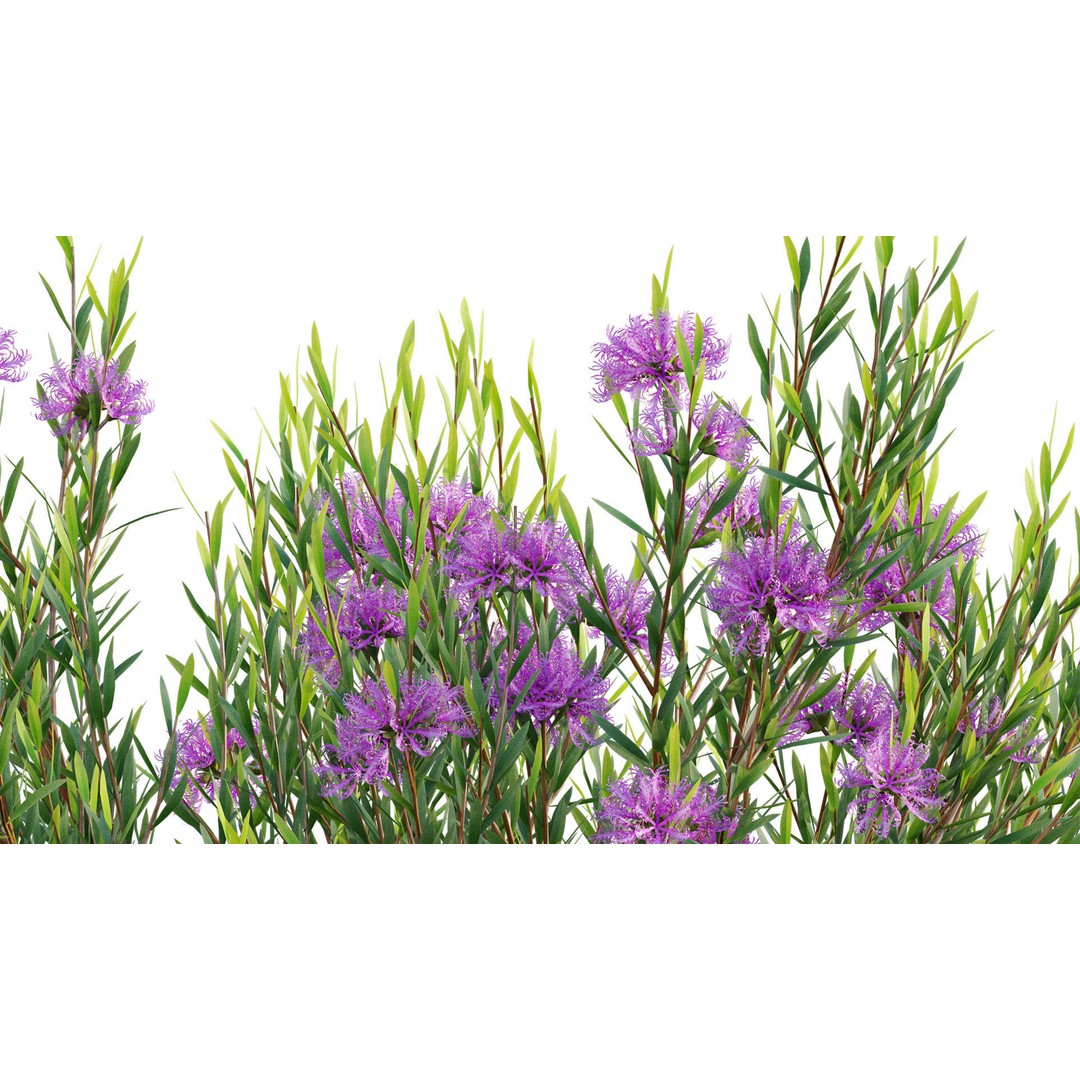 Melaleuca Thymifolia 3D Model – PBR-Textured Plant Asset, FBX - View 10