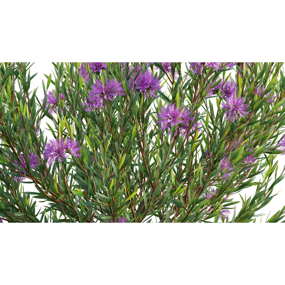 Melaleuca Thymifolia 3D Model – PBR-Textured Plant Asset, FBX - View 11