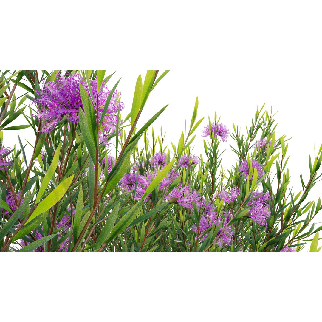 Melaleuca Thymifolia 3D Model – PBR-Textured Plant Asset, FBX - View 12