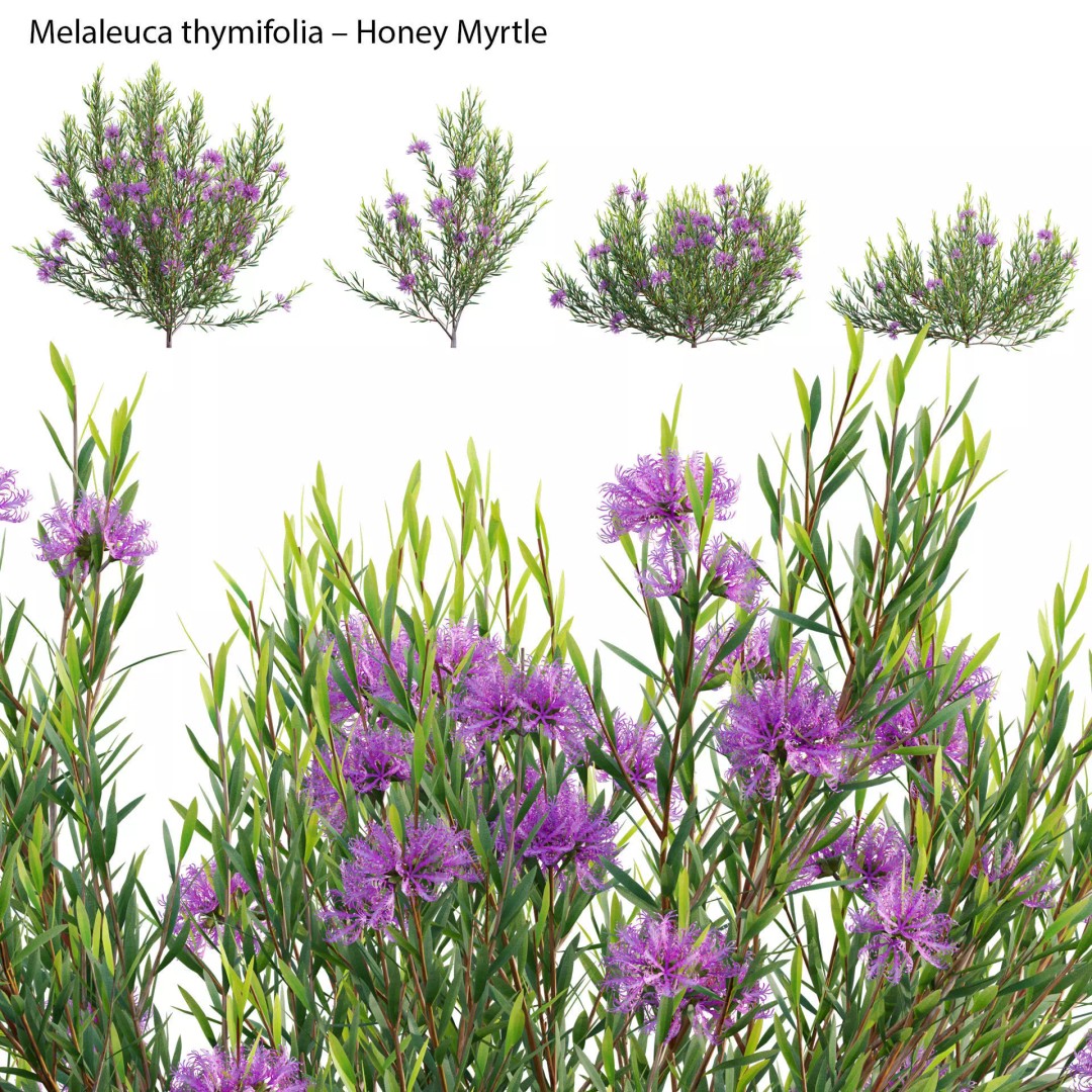 Melaleuca Thymifolia 3D Model – PBR-Textured Plant Asset, FBX - View 2