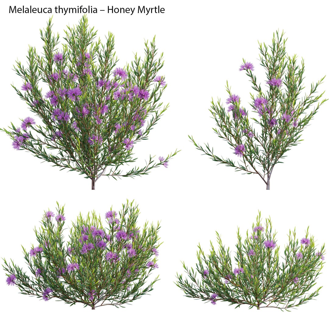 Melaleuca Thymifolia 3D Model – PBR-Textured Plant Asset, FBX - View 3