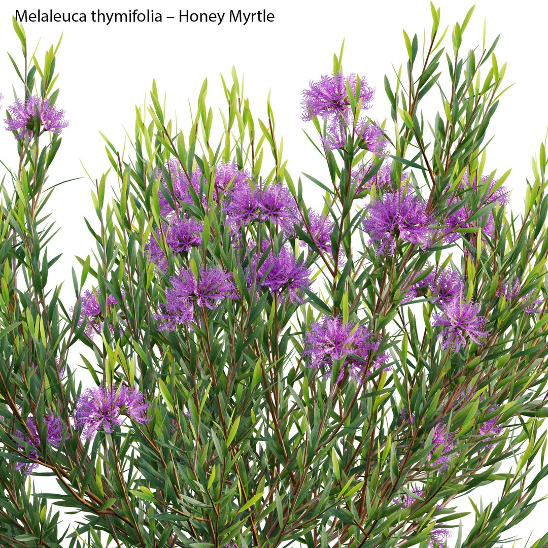 Melaleuca Thymifolia 3D Model – PBR-Textured Plant Asset, FBX - View 4