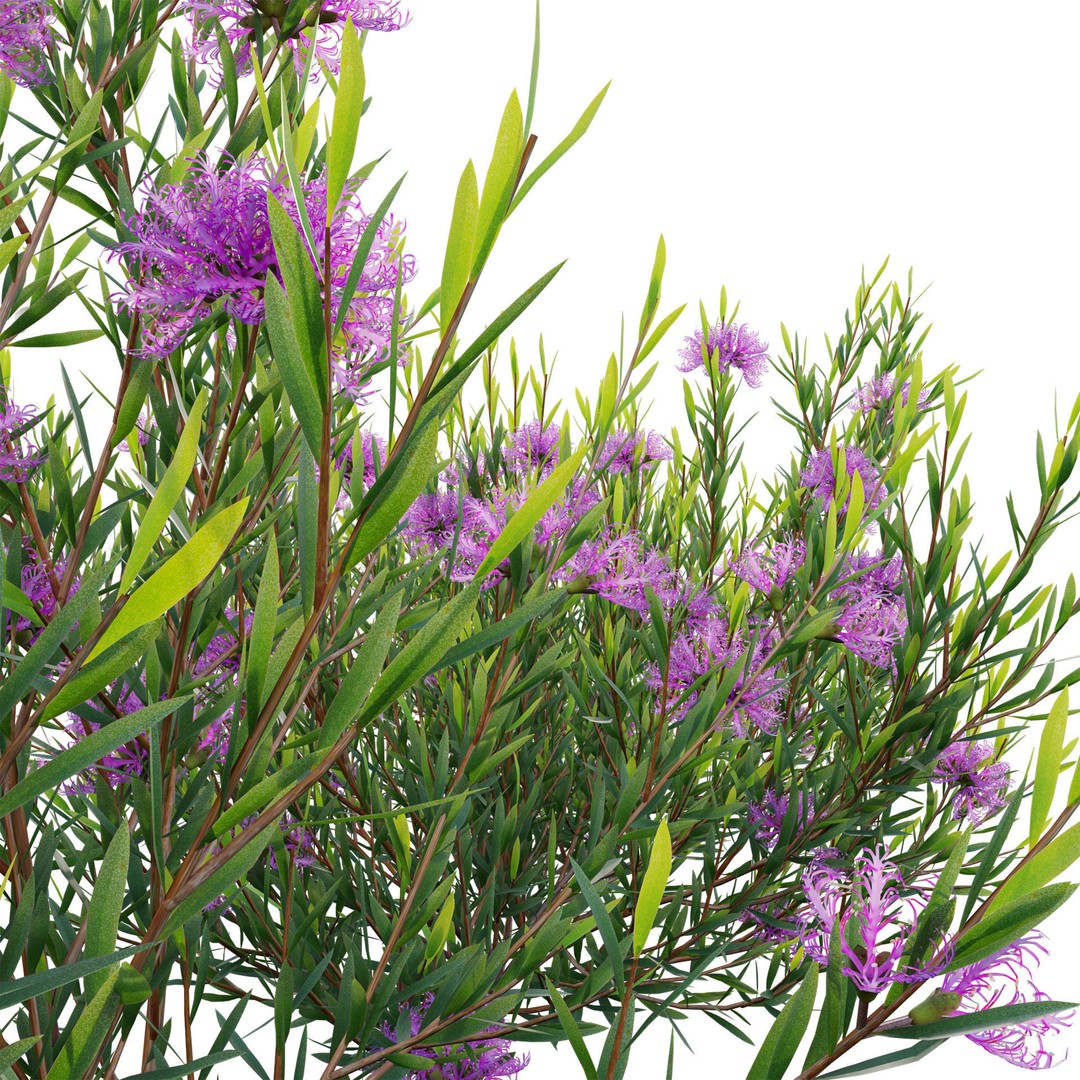 Melaleuca Thymifolia 3D Model – PBR-Textured Plant Asset, FBX - View 5