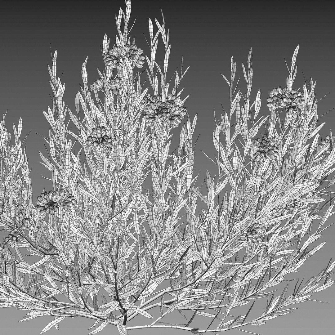 Melaleuca Thymifolia 3D Model – PBR-Textured Plant Asset, FBX - View 6