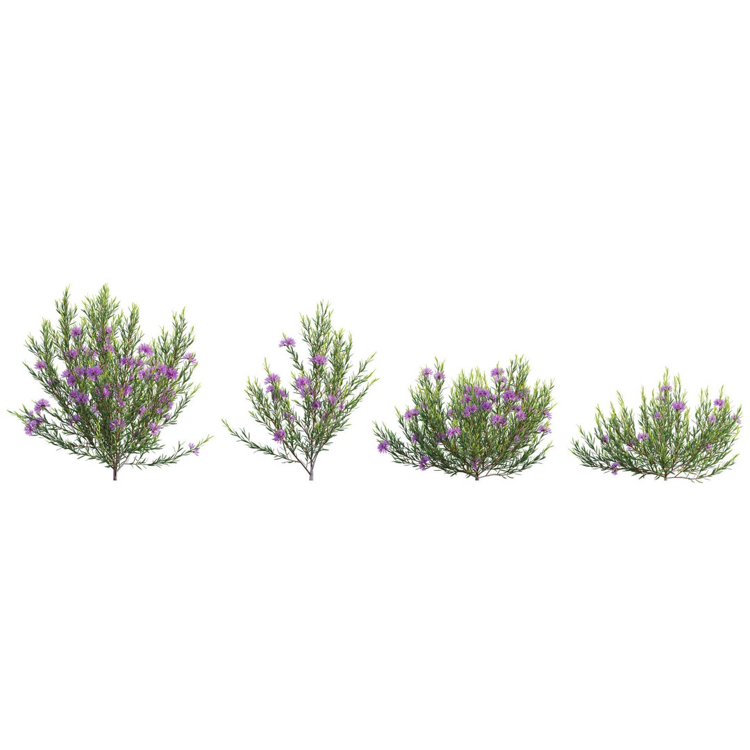 Melaleuca Thymifolia 3D Model – PBR-Textured Plant Asset, FBX - View 7