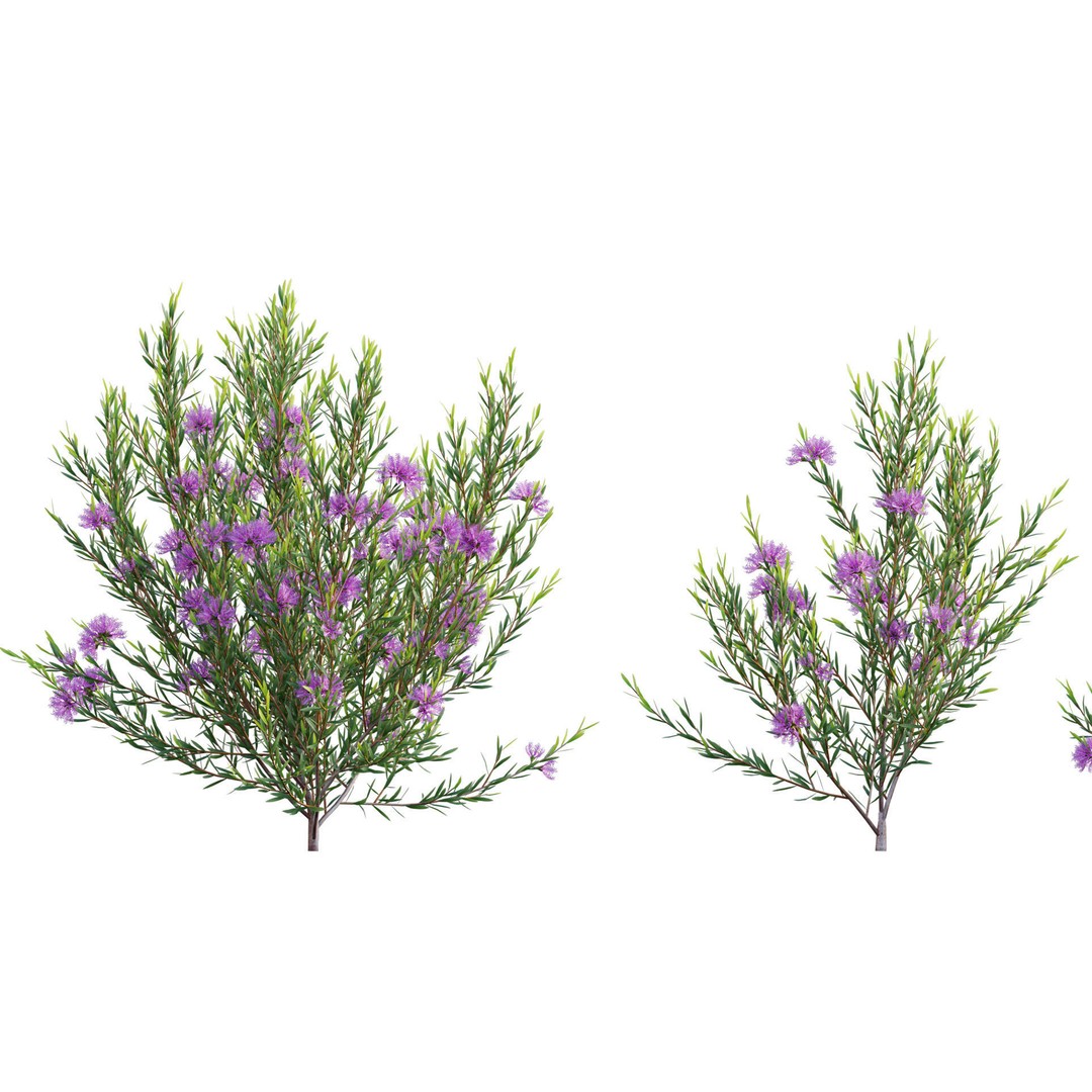 Melaleuca Thymifolia 3D Model – PBR-Textured Plant Asset, FBX - View 8