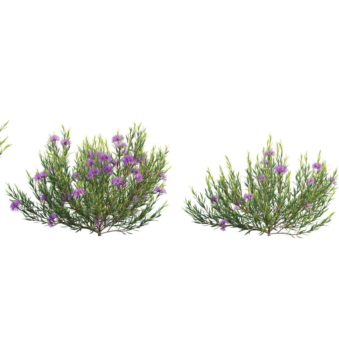 Melaleuca Thymifolia 3D Model – PBR-Textured Plant Asset, FBX - View 9