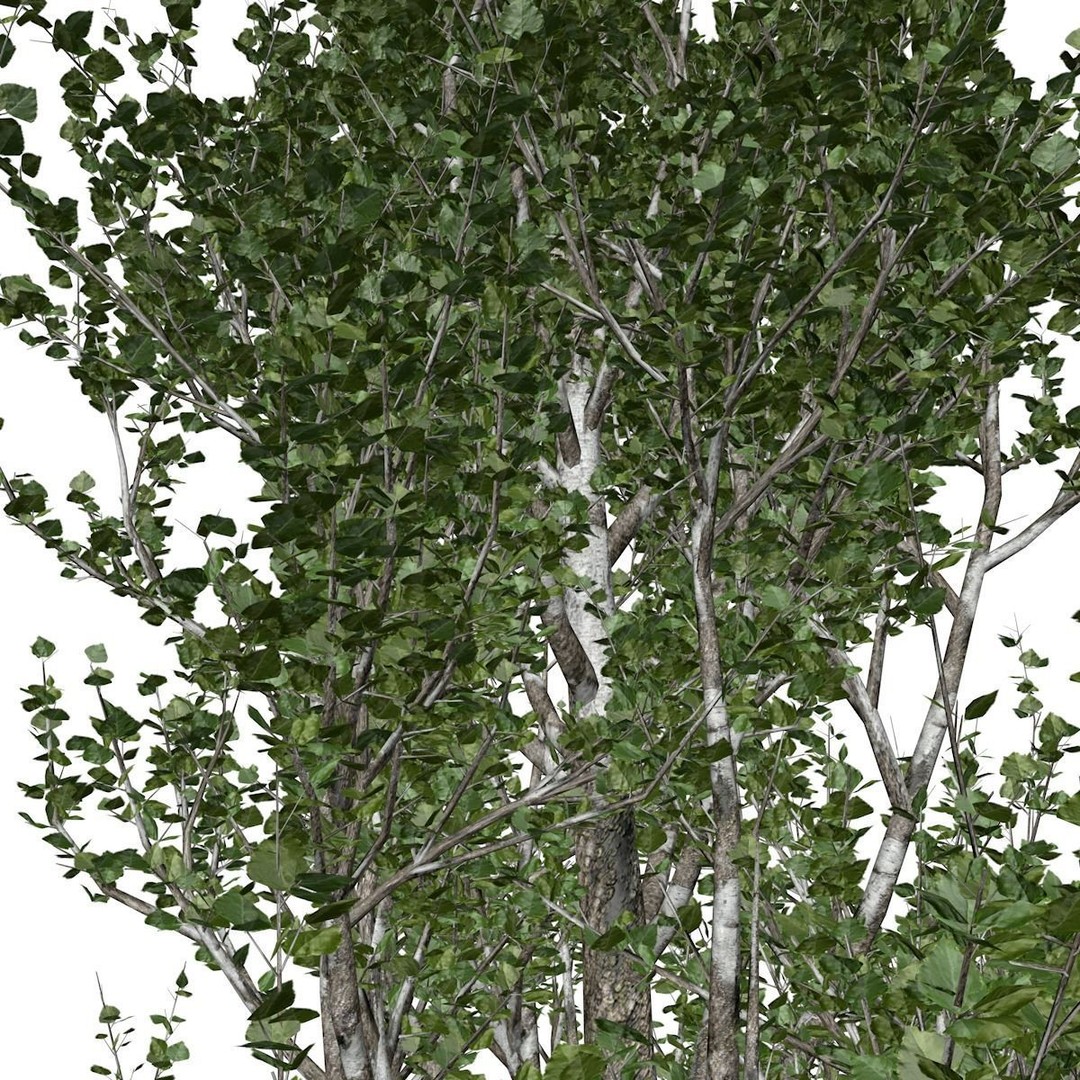 Lombardy Poplar Tree 3D Model – Photorealistic Asset for Archviz, FBX, OBJ