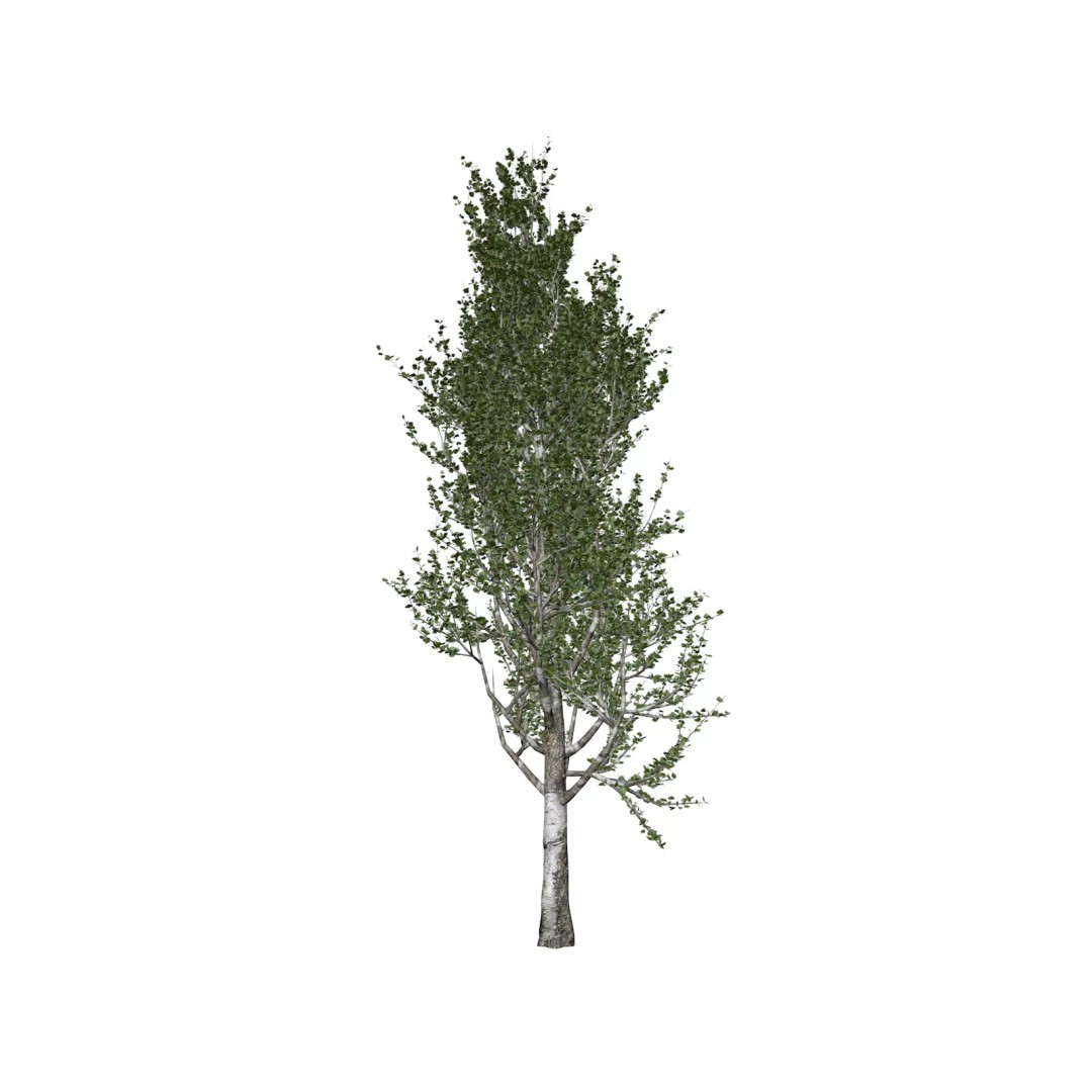 Lombardy Poplar Tree 3D Model – Photorealistic Asset for Archviz, FBX, OBJ - View 2
