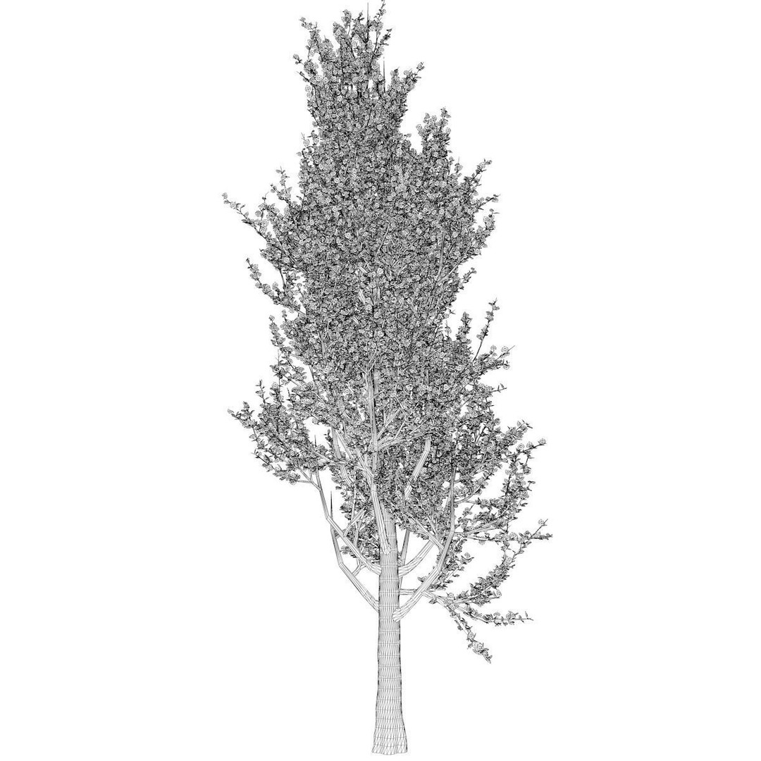 Lombardy Poplar Tree 3D Model – Photorealistic Asset for Archviz, FBX, OBJ - View 3