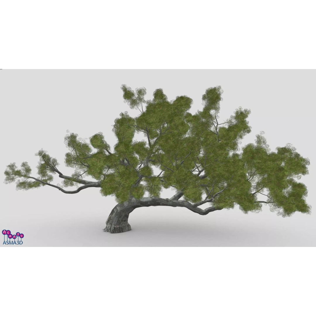 Live Oak Tree 3D Model – Low Poly Plant Asset, FBX Format - View 2