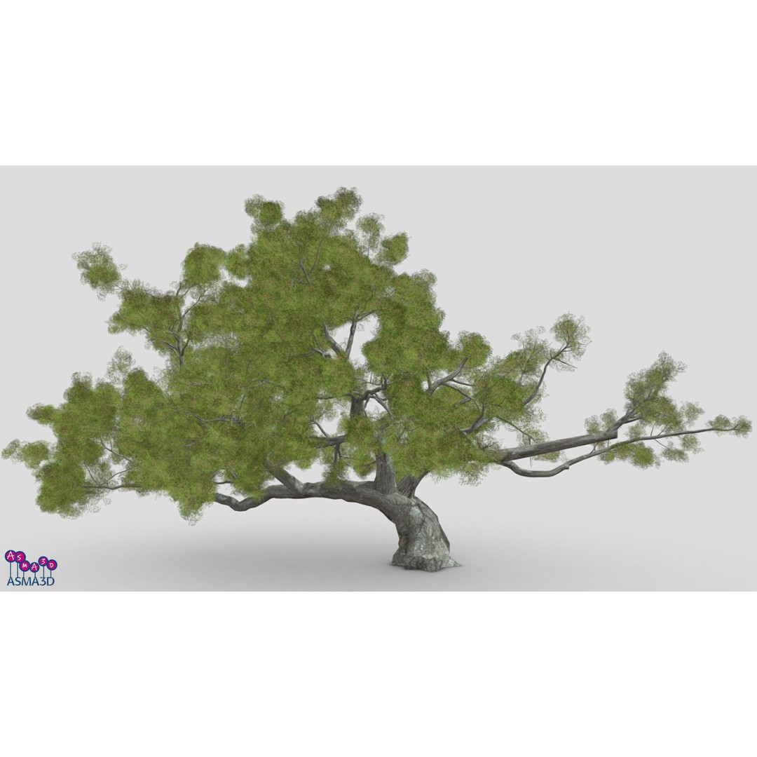 Live Oak Tree 3D Model – Low Poly Plant Asset, FBX Format - View 3